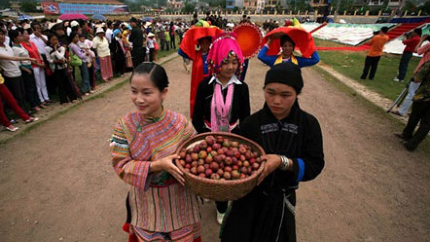Bac Ha plum tree gardens lure visitors for harvest in late May