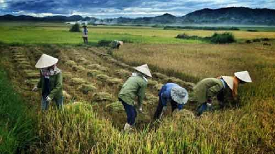Vietnam finds it necessary to improve farm produce’ branding, value