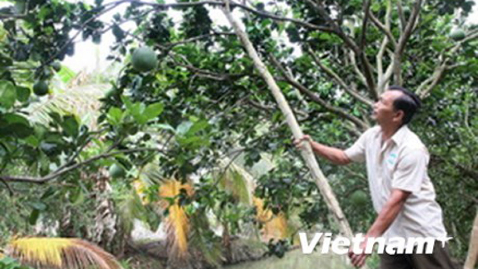 Ben Tre restructures agriculture to adapt to climate change