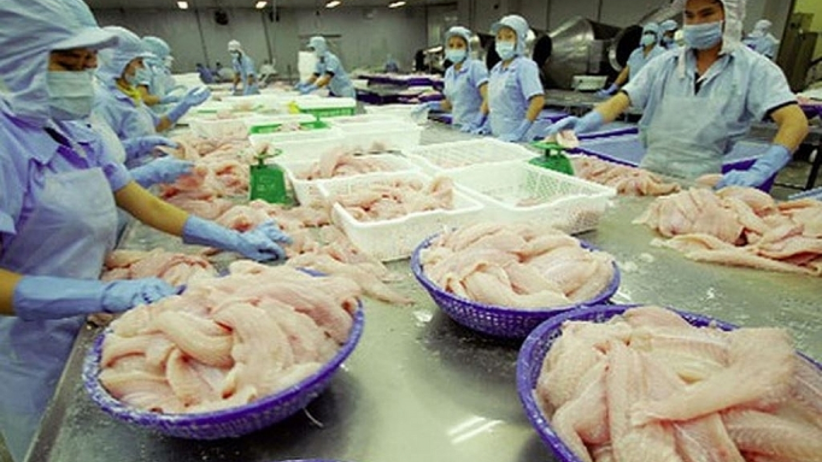 Tra fish exports plunge during nine-month period