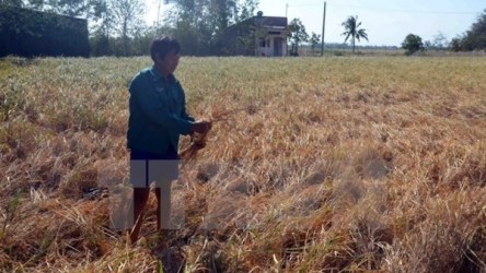 Over VND2 trillion allocated to cope with drought, salinity
