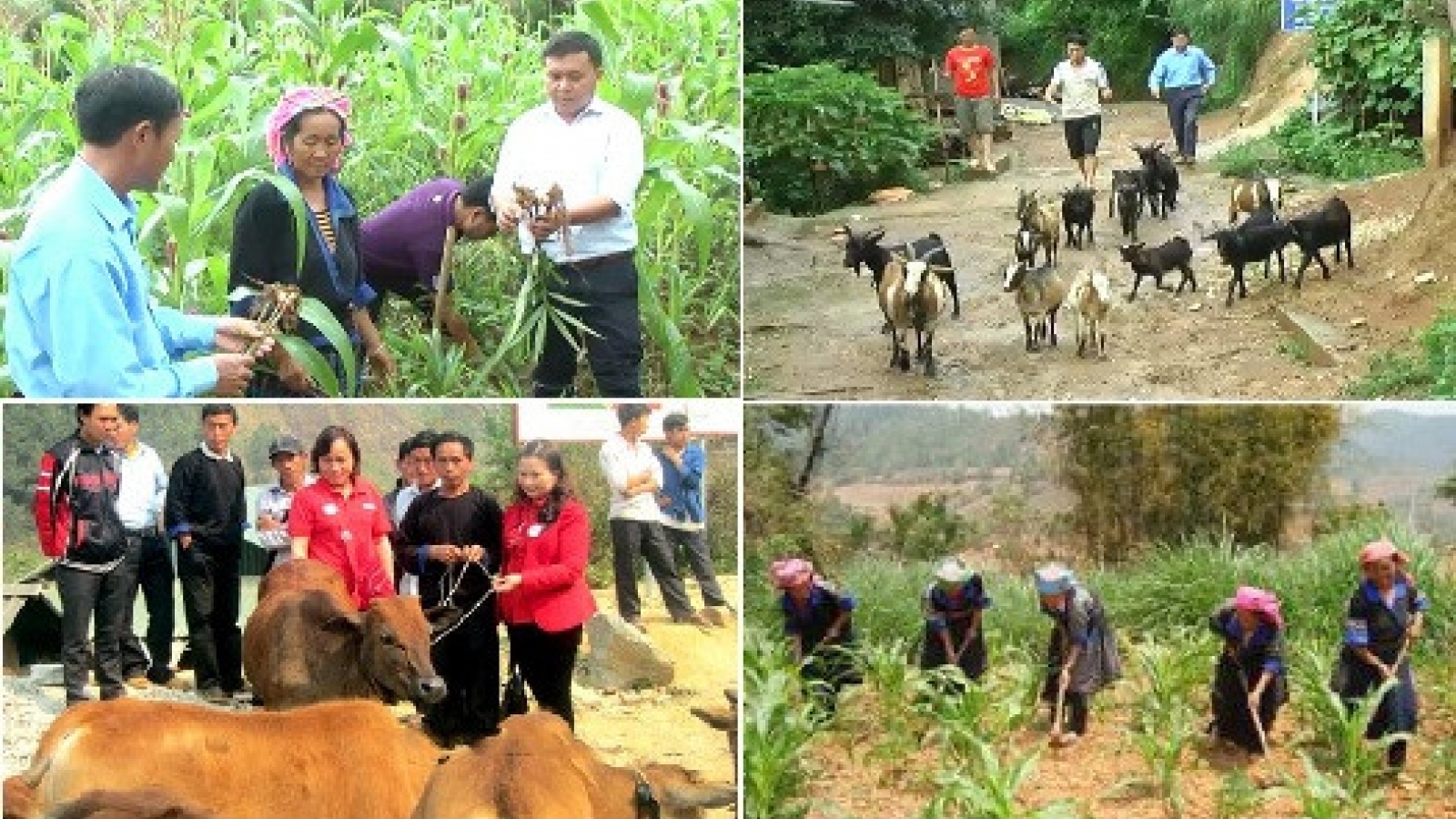 Vietnam’s farm produce find inroads to demanding markets