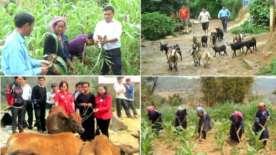 Vietnam’s farm produce find inroads to demanding markets