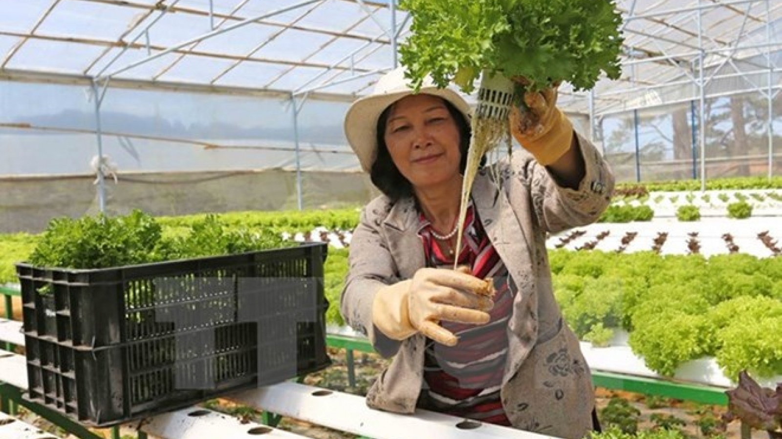 Vietnam province to get Japanese support to develop agriculture brand for export