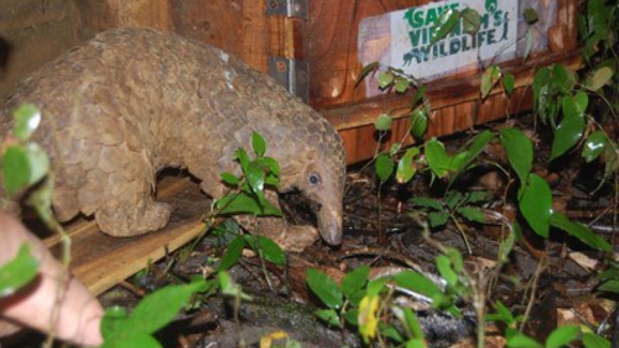Over 40 Javan pangolins released into the wild