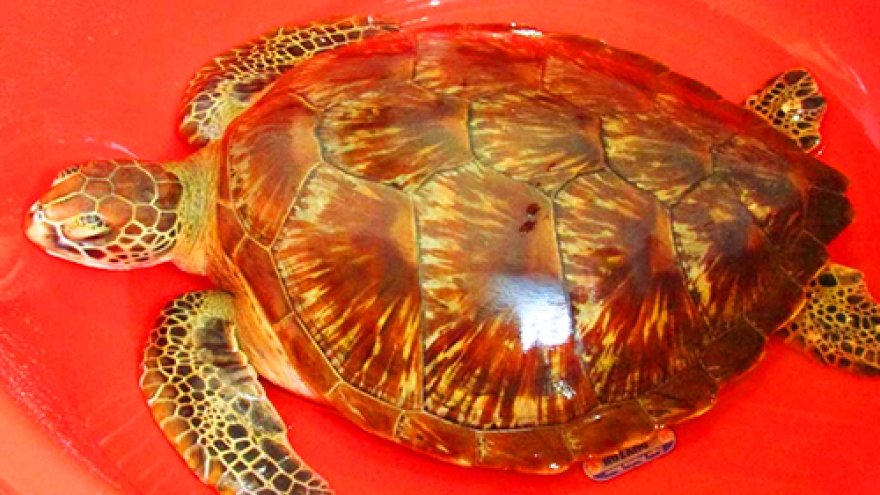 
        Endangered sea turtle gets a lucky break in central Vietnam
                              