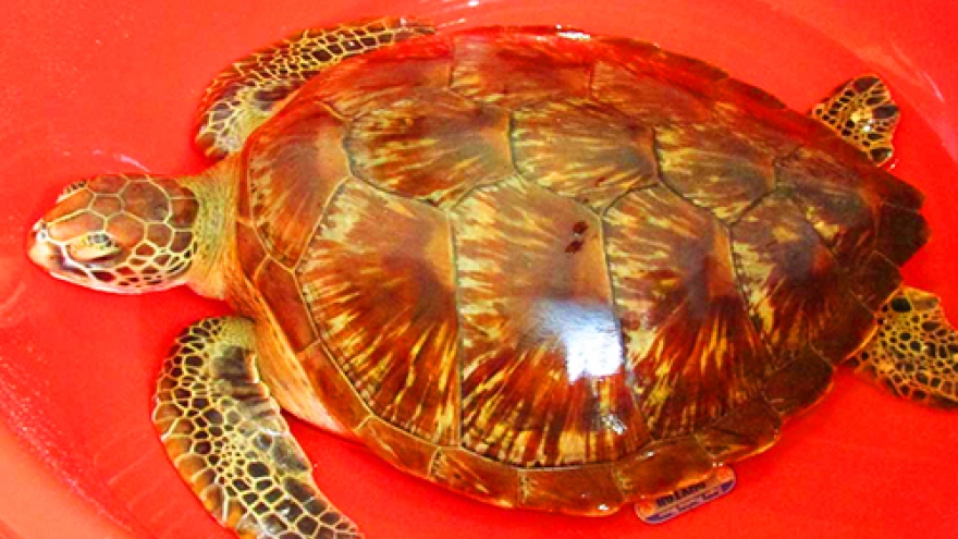Endangered sea turtle gets a lucky break in central Vietnam