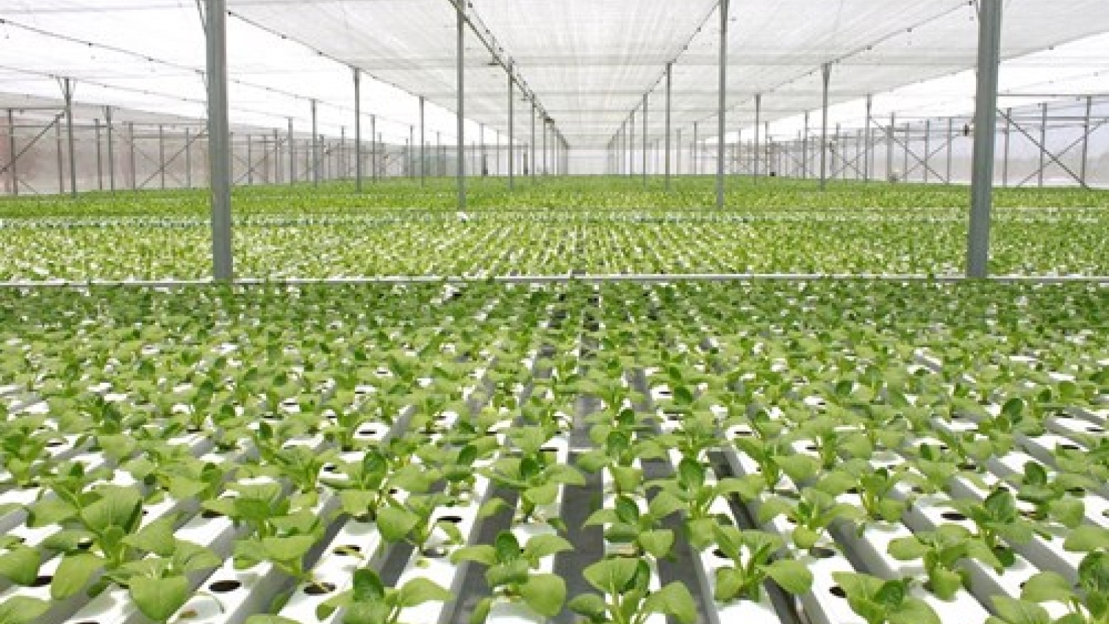 Vingroup: Growing green future for farming