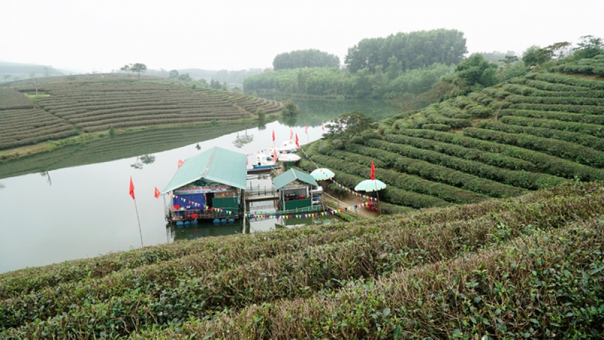 Discover the stunning tea hills around Nghe An 