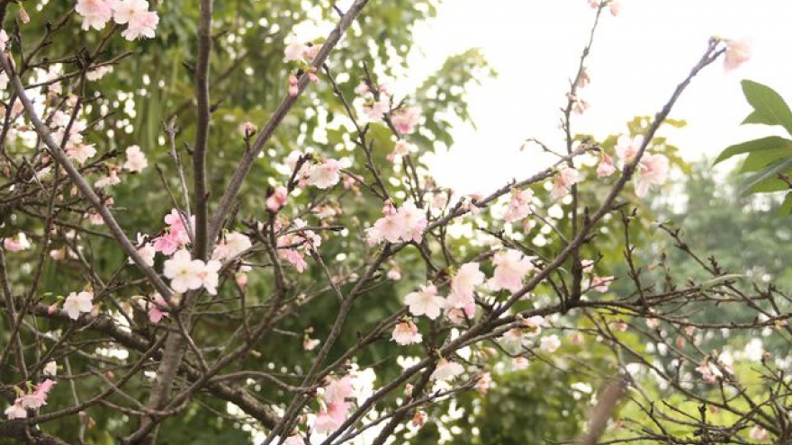 Stunning Japanese cherry blossoms in Hanoi