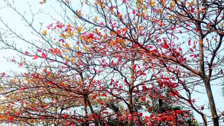 Colour change for Da Nang foliage creates beautiful scenery