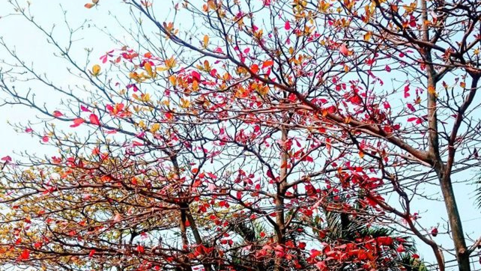 Colour change for Da Nang foliage creates beautiful scenery