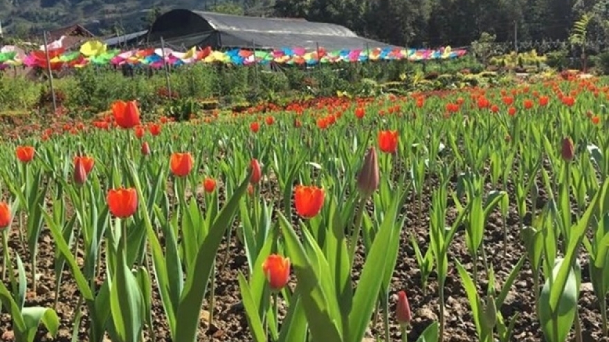 When tulips bloom, it’s springtime in Lao Cai