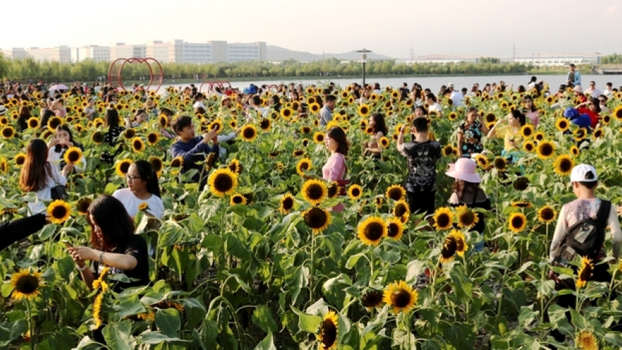 Hai Phong beautiful sunflower garden attractive to visitors