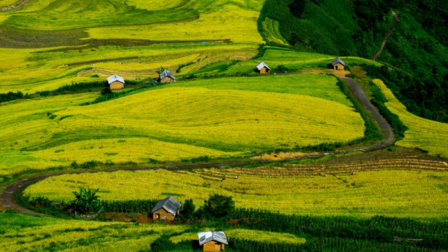 Top spots to enjoy ripening rice fields in north-western region