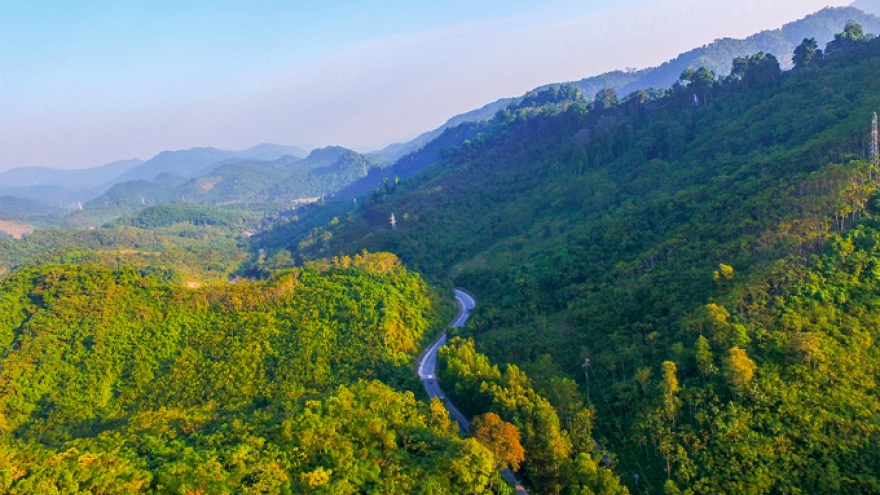 Treasured trees revered in Central Vietnam