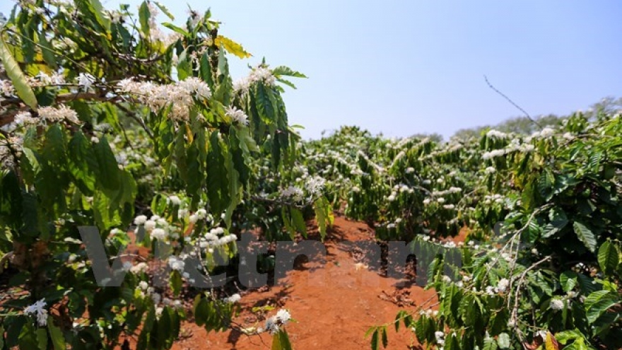 Central Highlands region whitened by coffee flowers