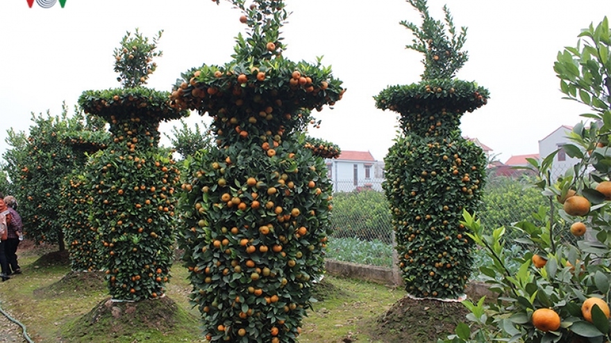 Bonsai kumquat garden in Hung Yen attracts customers as Tet draws near  