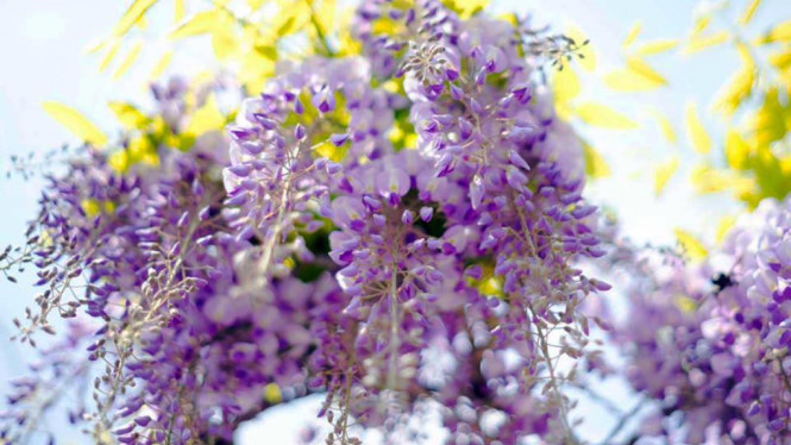Spectacular Japanese Fuji flowers through Vietnamese photographer’s lens
