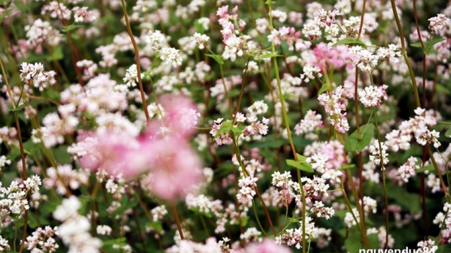 
        Da Lat brightened with Tam Giac Mach flowers blooming
                          
                      