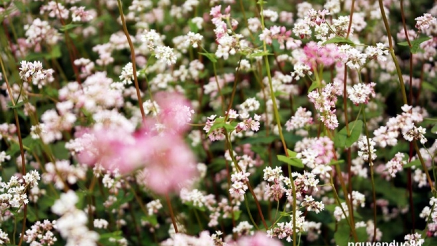 Da Lat brightened with Tam Giac Mach flowers blooming