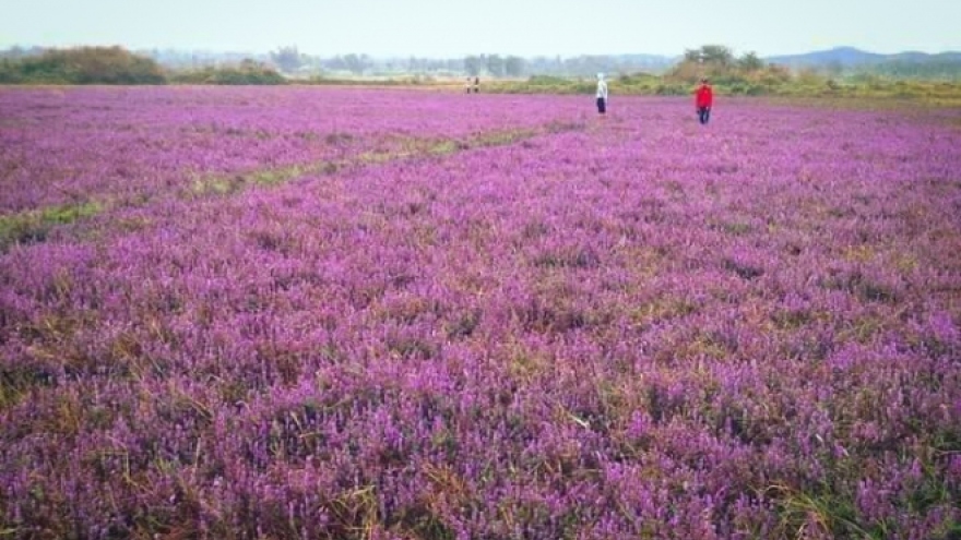 The magic of purple flower fields in DakLak