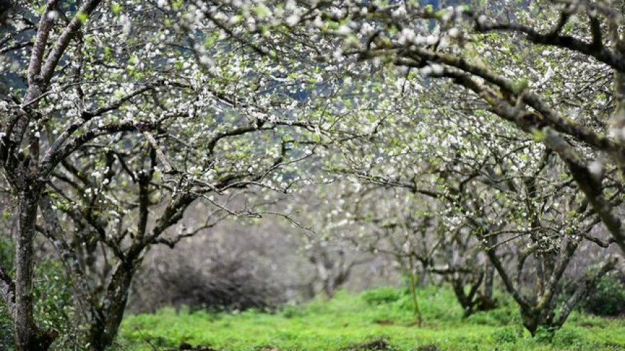 Moc Chau’s beauty stuns visitors