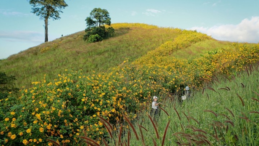 Central Highlands enlivened by vibrant wild flowers