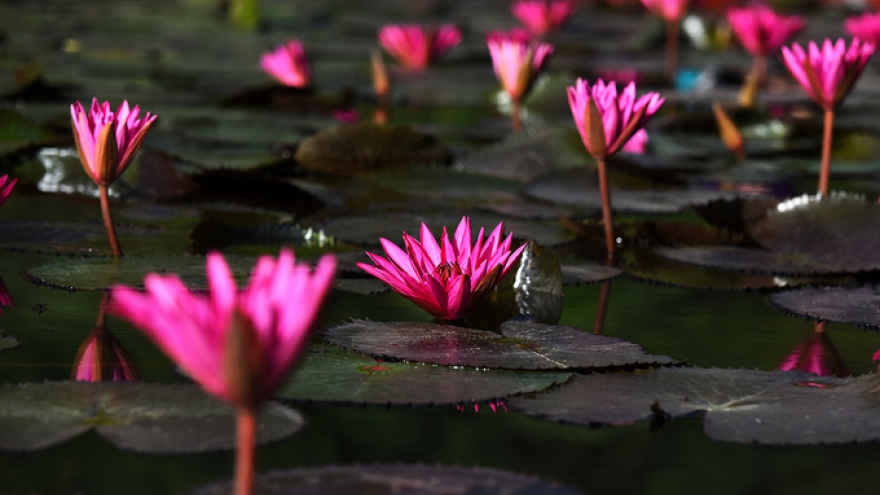 In photos: Water lilies blossom in Yen stream 