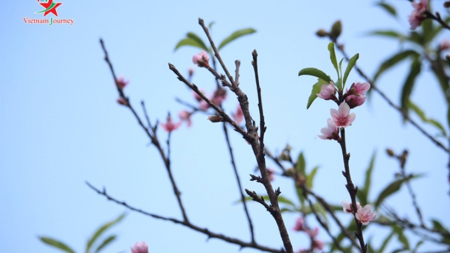 Discovering vibrant plum and peach blossoms in Moc Chau plateau