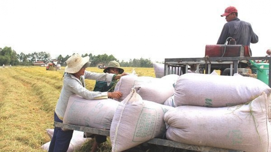 No notable changes in new rice export regulations