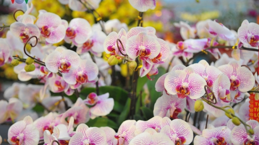 Exploring Tet flowers at supermarket in Xuan Quan flower village