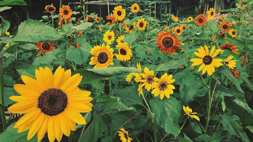 Visitors buzz around Tien Giang flower garden 