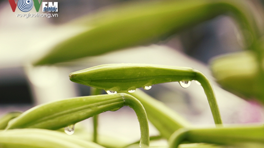Easter lilies show ethereal beauty in Hanoi