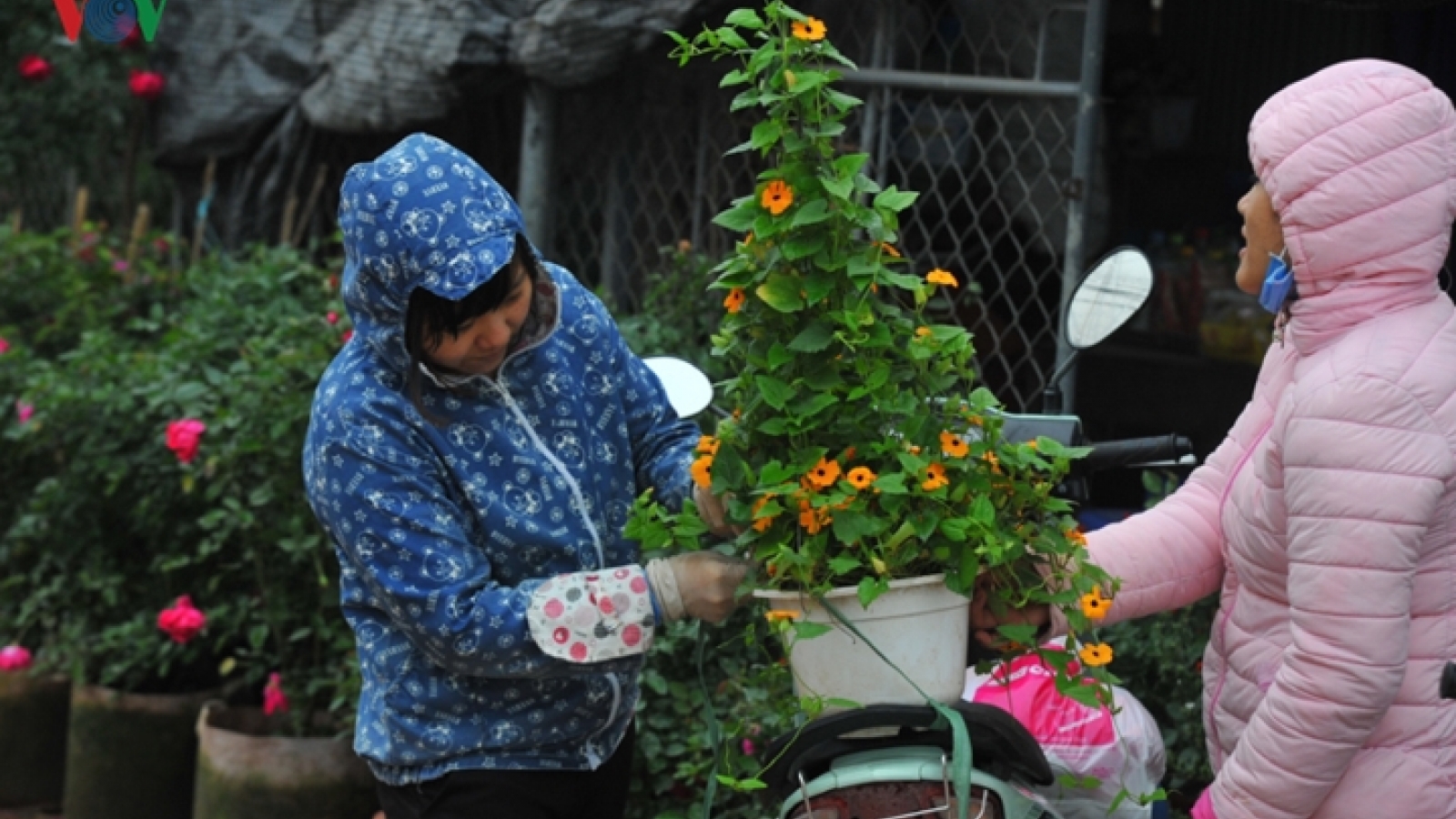 Bustling atmosphere descends on Xuan Quan flower village as Tet approaches