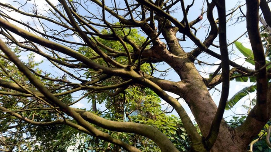 Ancient apricot garden in HCM City
