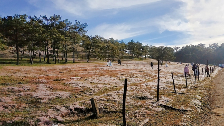 Pink grass hills of Da Lat entice visitors 