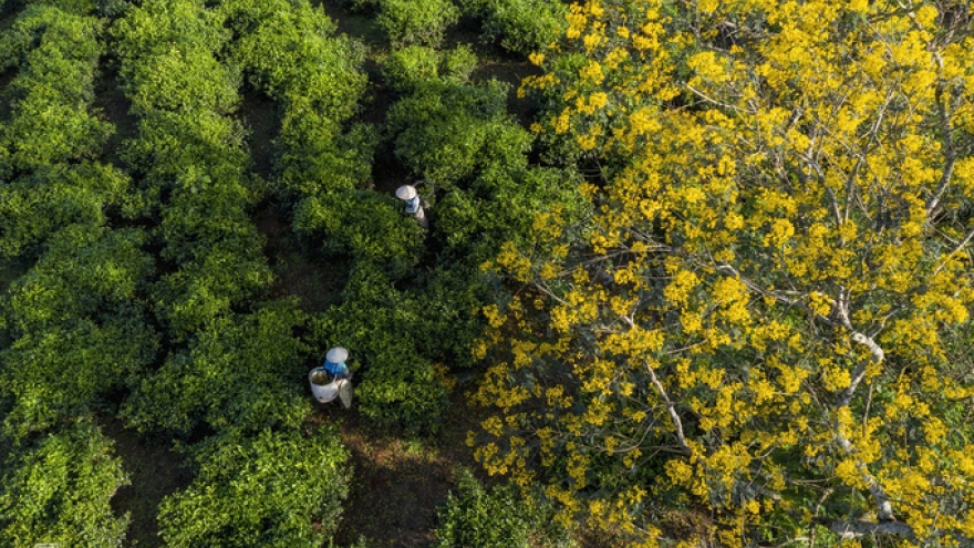 Discovering vibrant senna splendida flowers of Bau Can tea hill