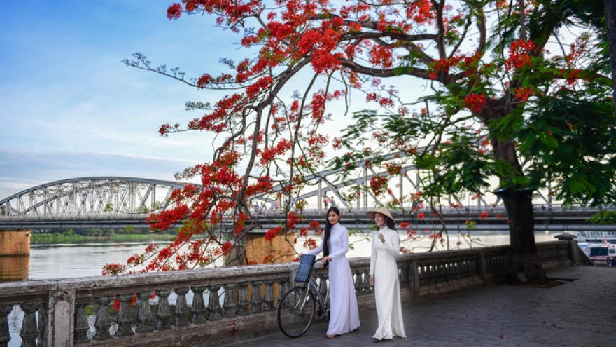 Flamboyant flowers leave streets of Hue awash with red 