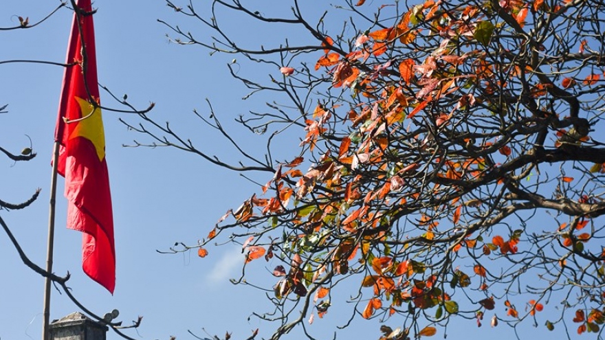Hue streets awash with red as Bang leaves emerge