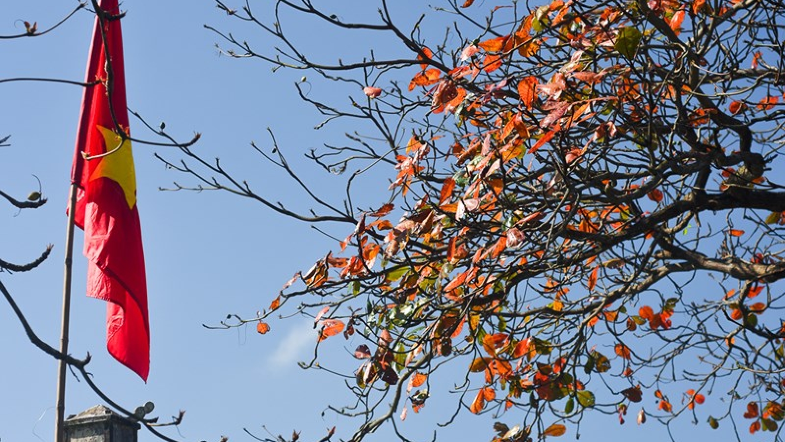 Hue streets awash with red as Bang leaves emerge