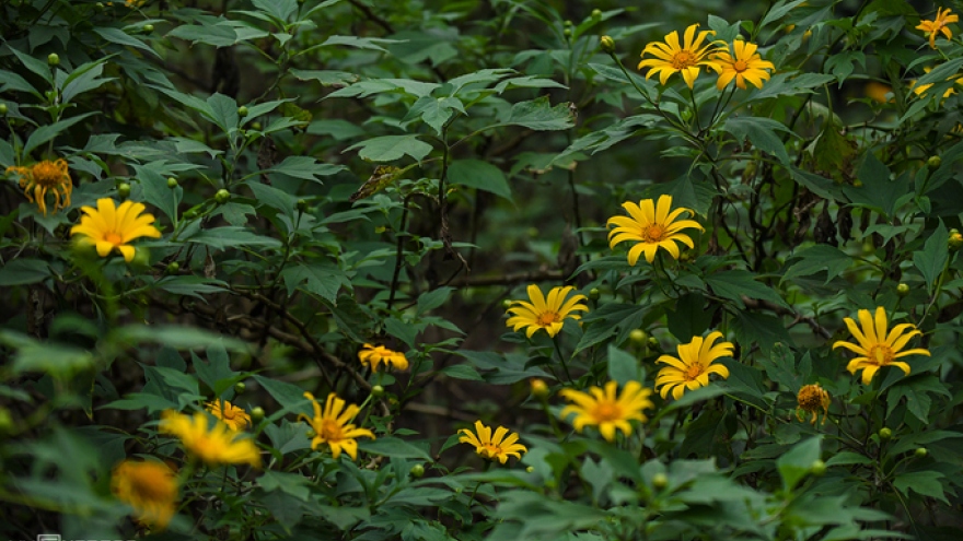 Exploring wild sunflowers in bloom in Ba Vi National Park
