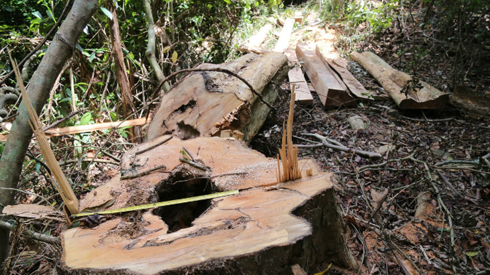 Locals uncover illegal logging operation deep