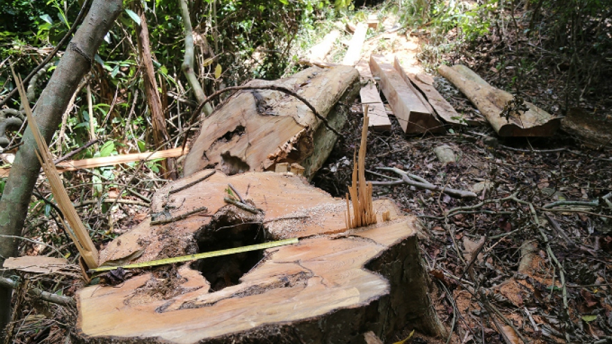 Locals uncover illegal logging operation deep 