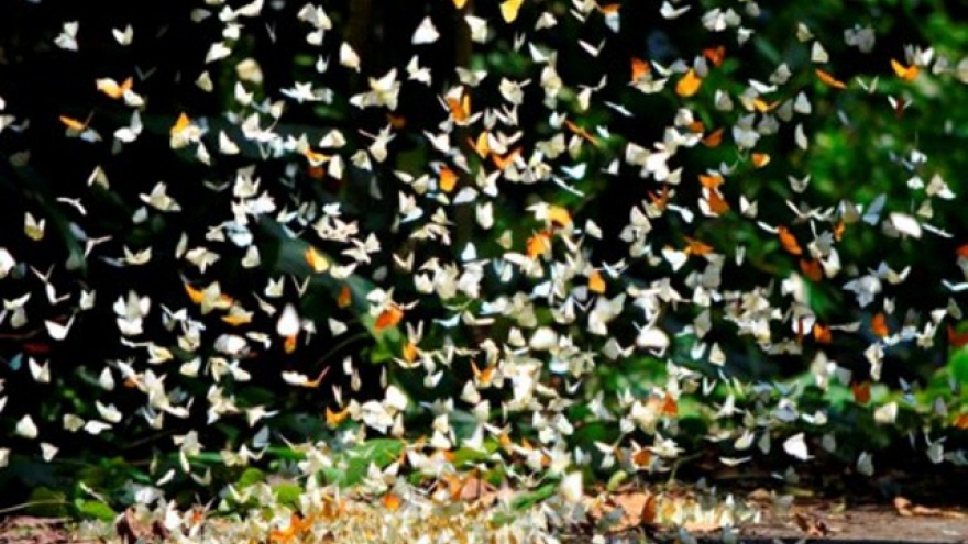 Best places to enjoy watching butterflies in Vietnam