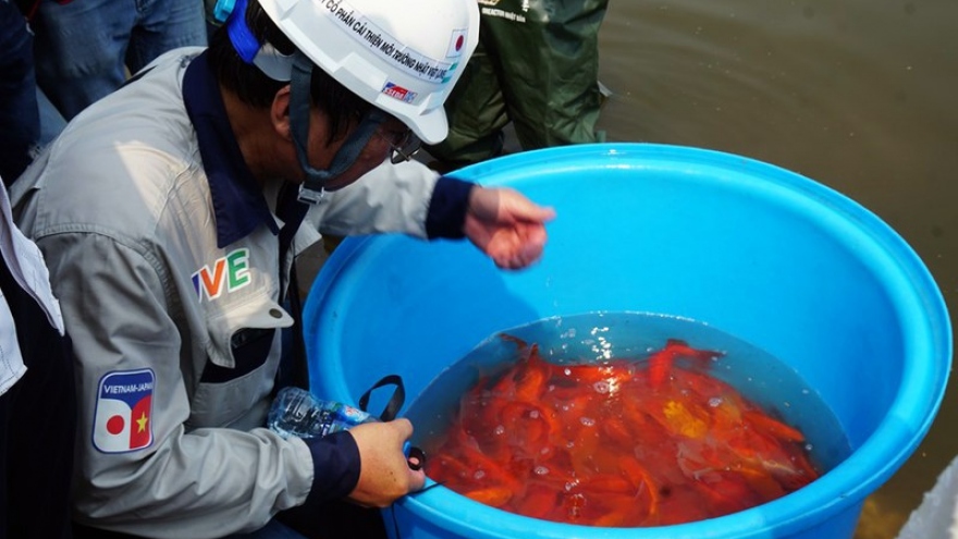 Koi fish released into To Lich river and West Lake to test for clean water