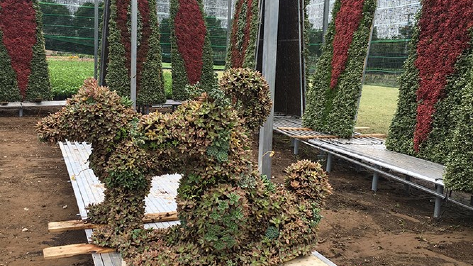Phu Quoc Ridgeback to be mascot of HCMC New Year Flower Show