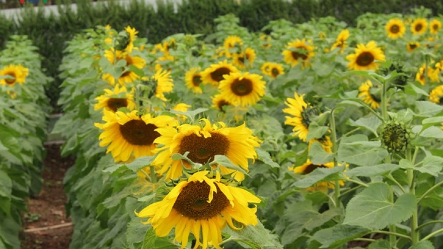 Beautiful sunflower garden in the heart of Hanoi