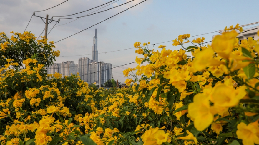 Young people flock to tristellateia australasiae garden in HCM City