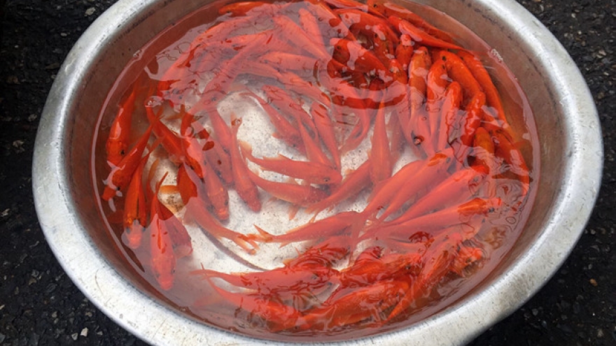 Kitchen Gods honored ahead of Tet celebrations